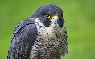 beige and black falcon